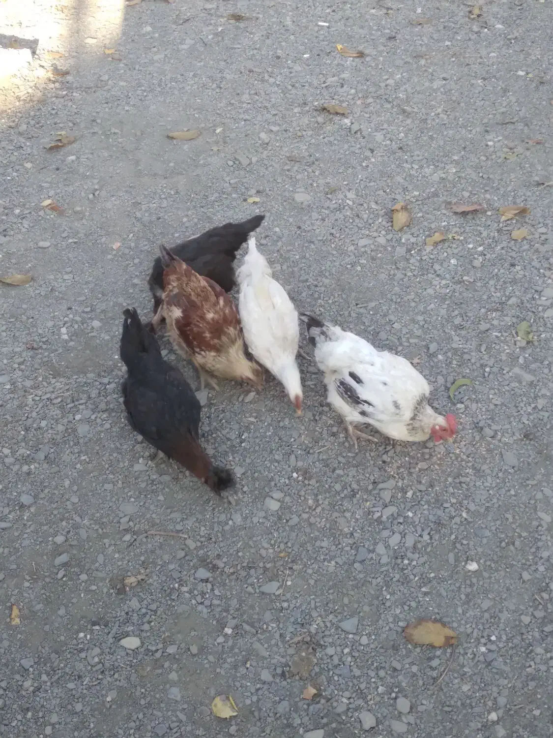 مرغ و جوجه|حیوانات مزرعه|تویسرکان, |دیوار