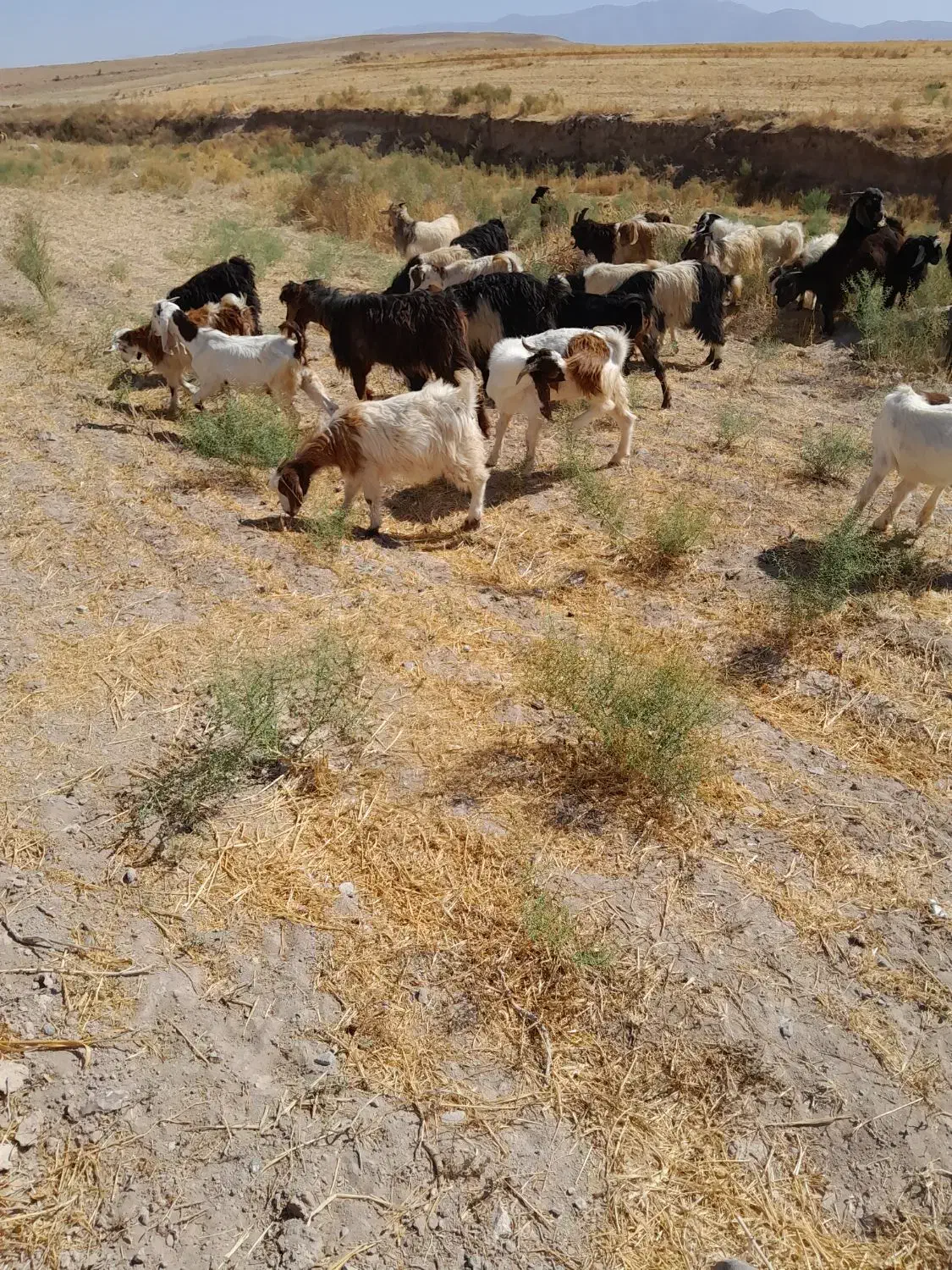 خریدبز وبزگاله گوشتی|حیوانات مزرعه|سراب, |دیوار