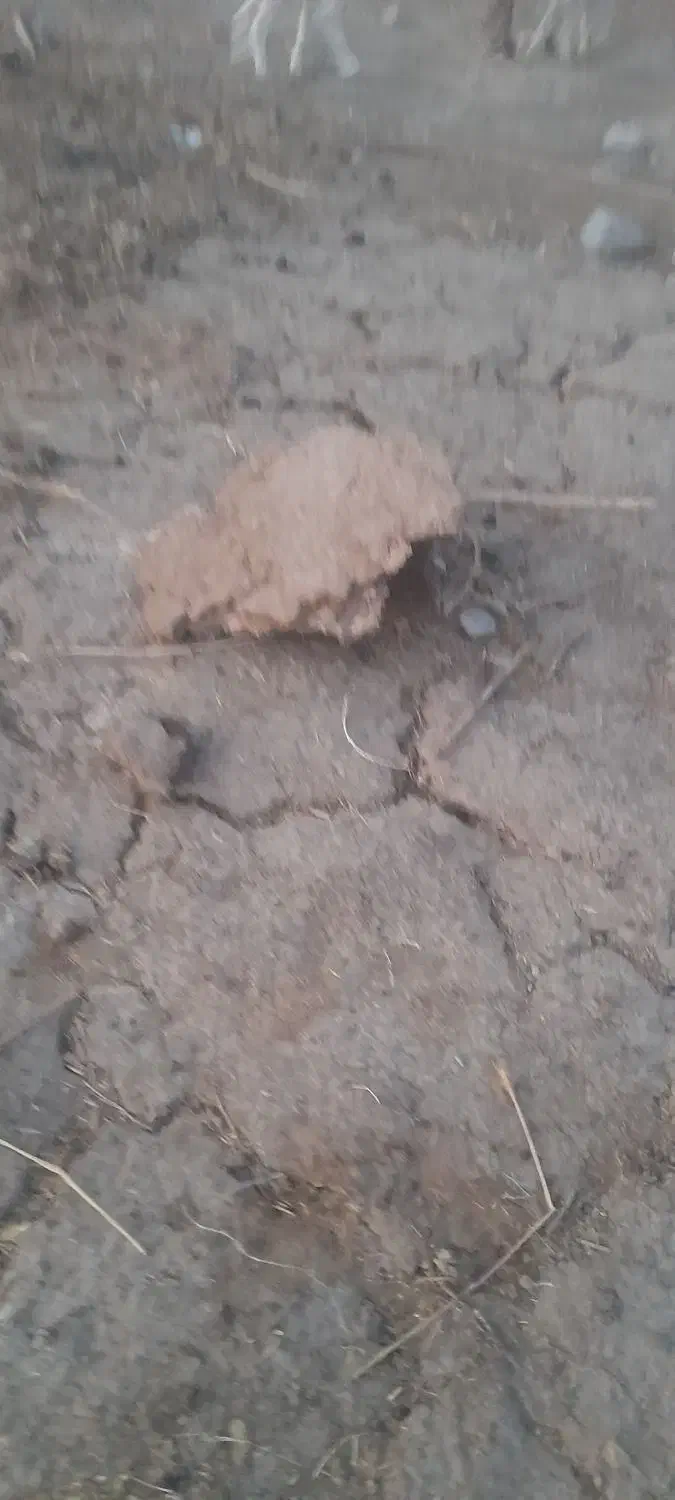 کود گوسفندی|خدمات باغبانی و درختکاری|جیرفت, |دیوار