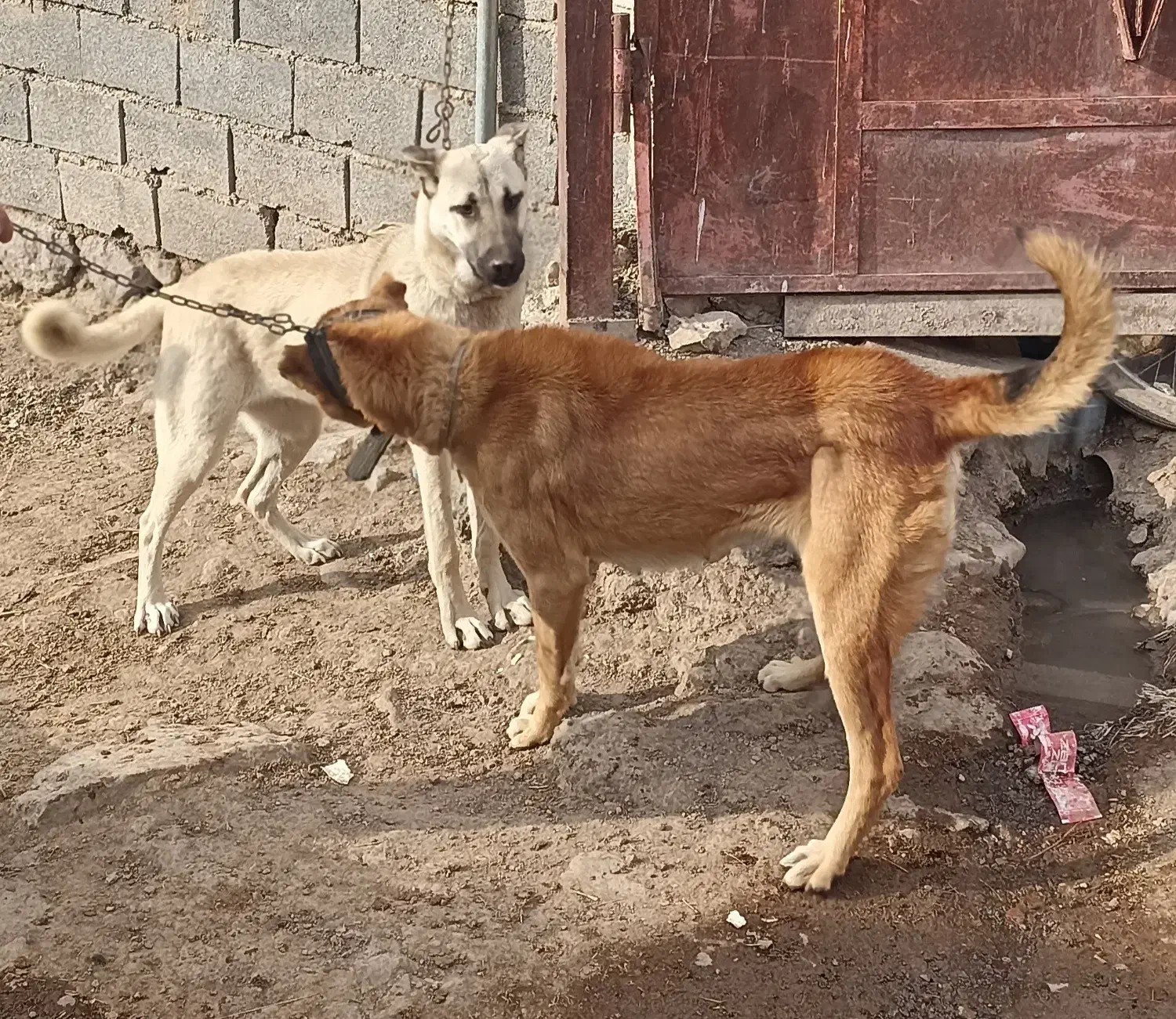 ماده سرابی|سگ|میانه, |دیوار