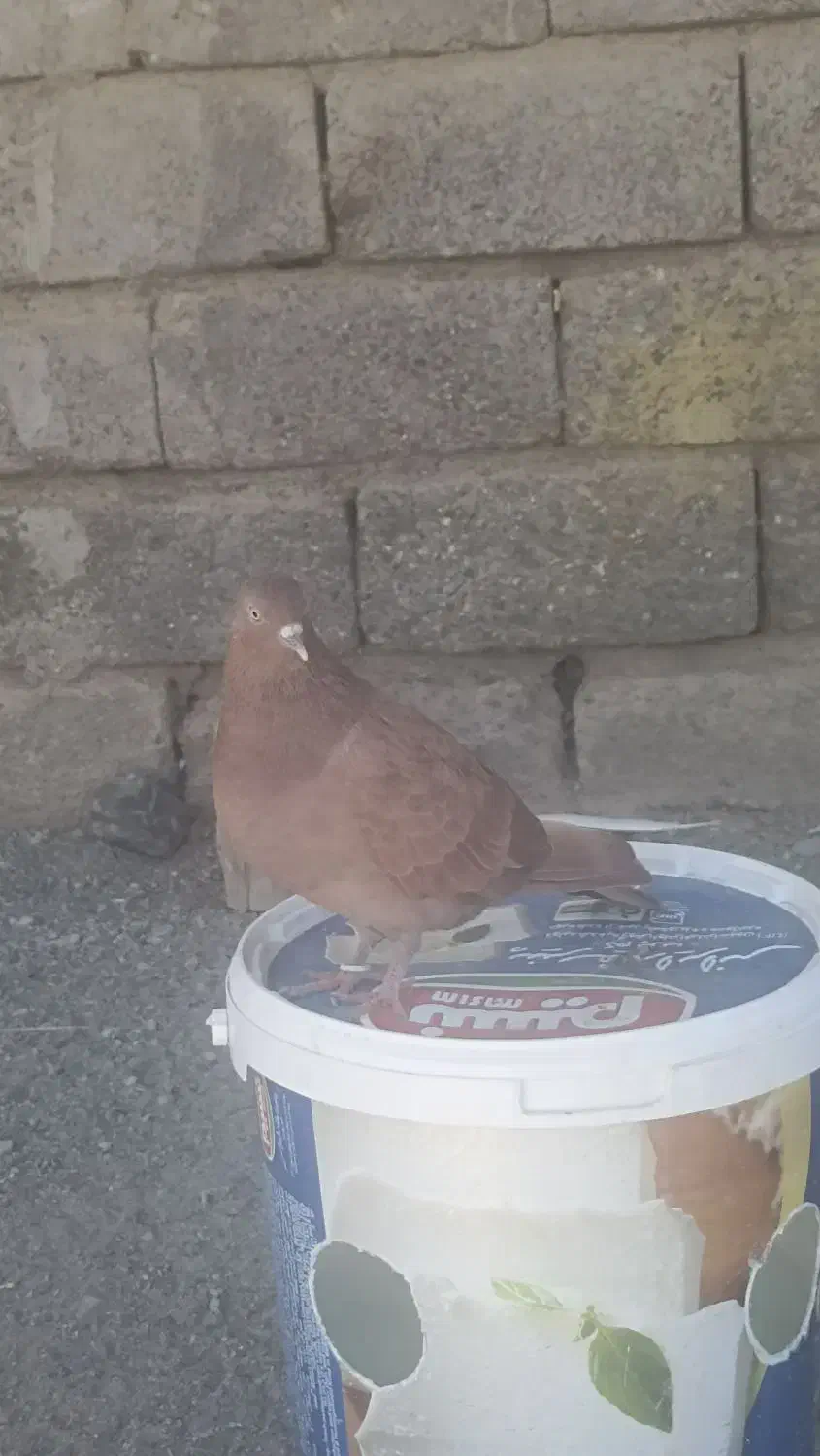 کبوتر زرد ماده|پرنده|کهنوج, |دیوار