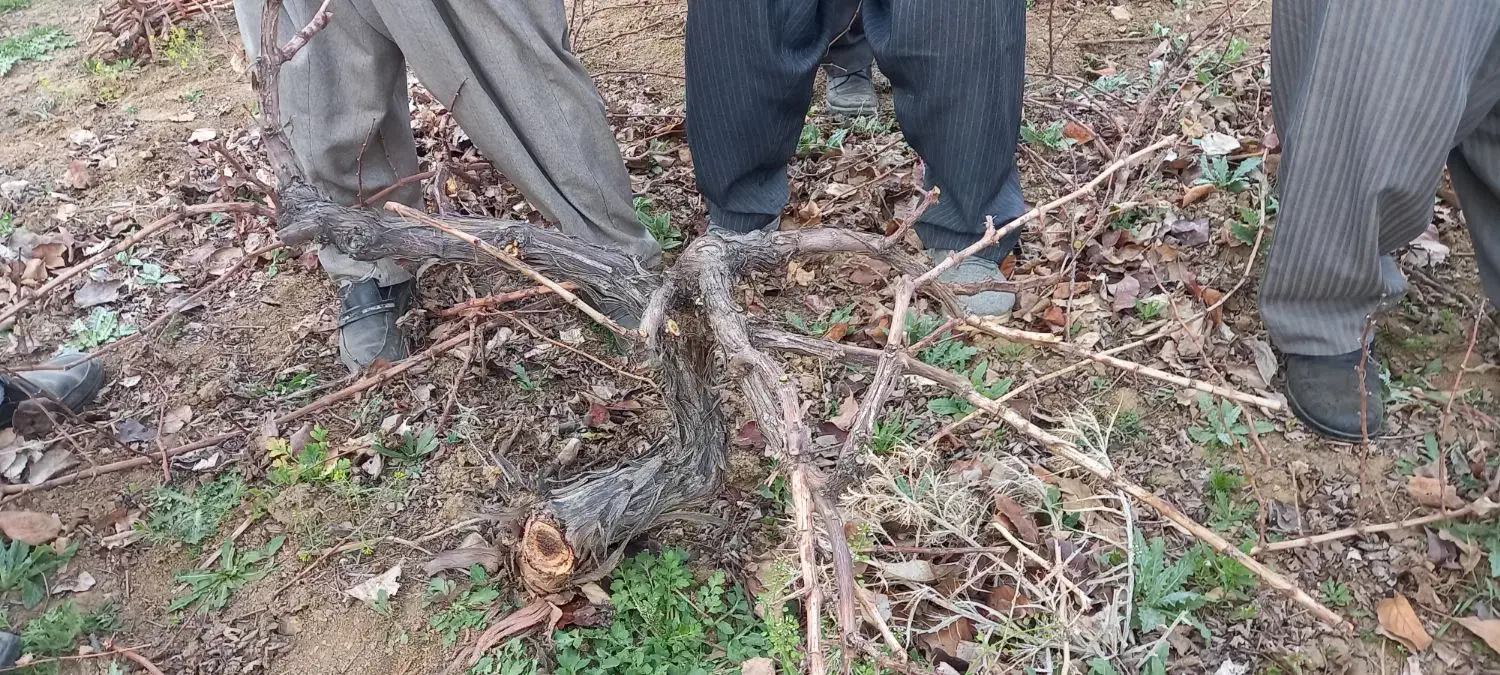 هرس پاییزه انگور|خدمات باغبانی و درختکاری|سنندج, |دیوار