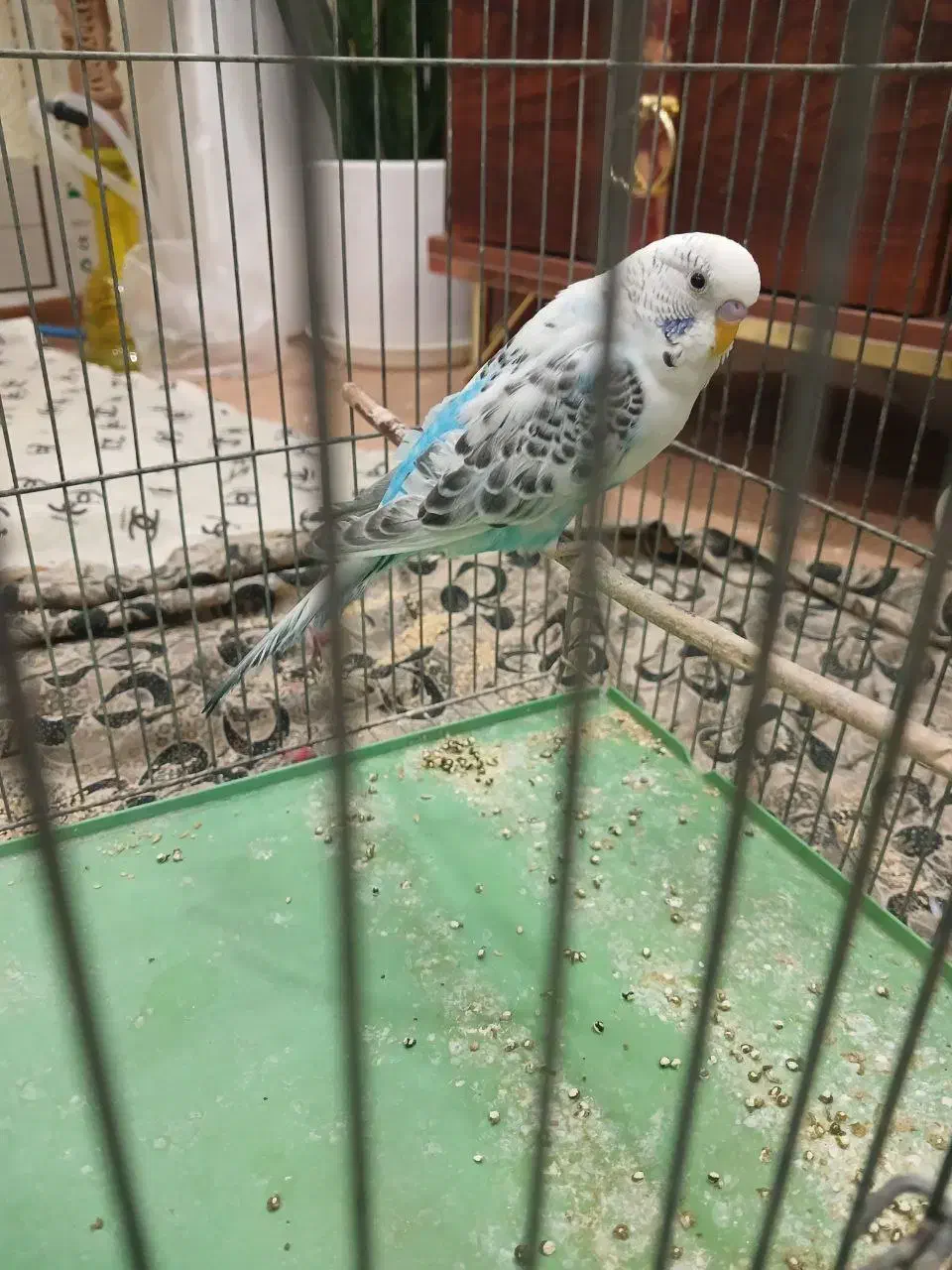 مرغ عشق|پرنده|شازند, |دیوار