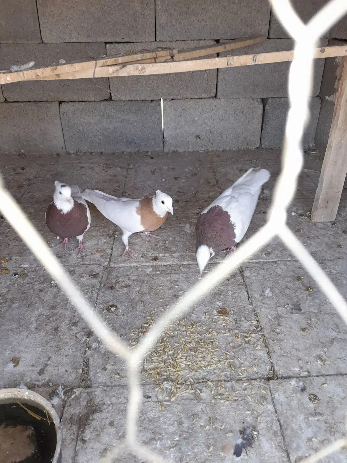 کبوتر|پرنده|سیدان, |دیوار