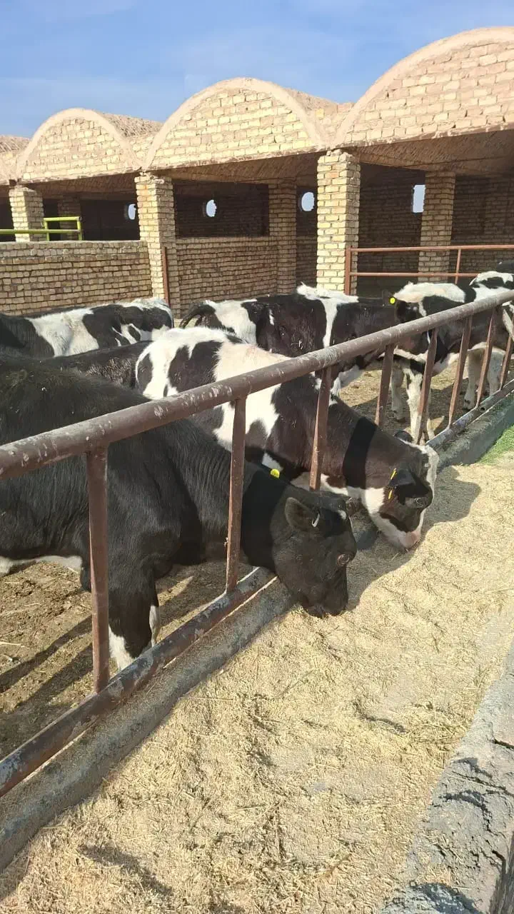 گوساله نر صنعتی|حیوانات مزرعه|جعفرآباد, |دیوار