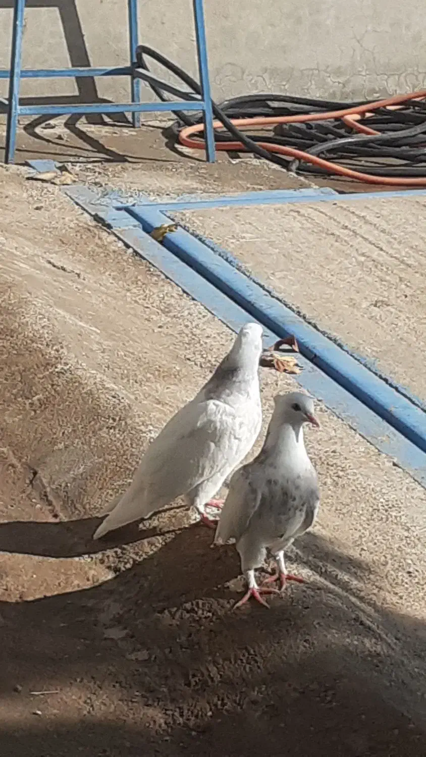 کفتر طوقی|پرنده|کوهدشت, |دیوار