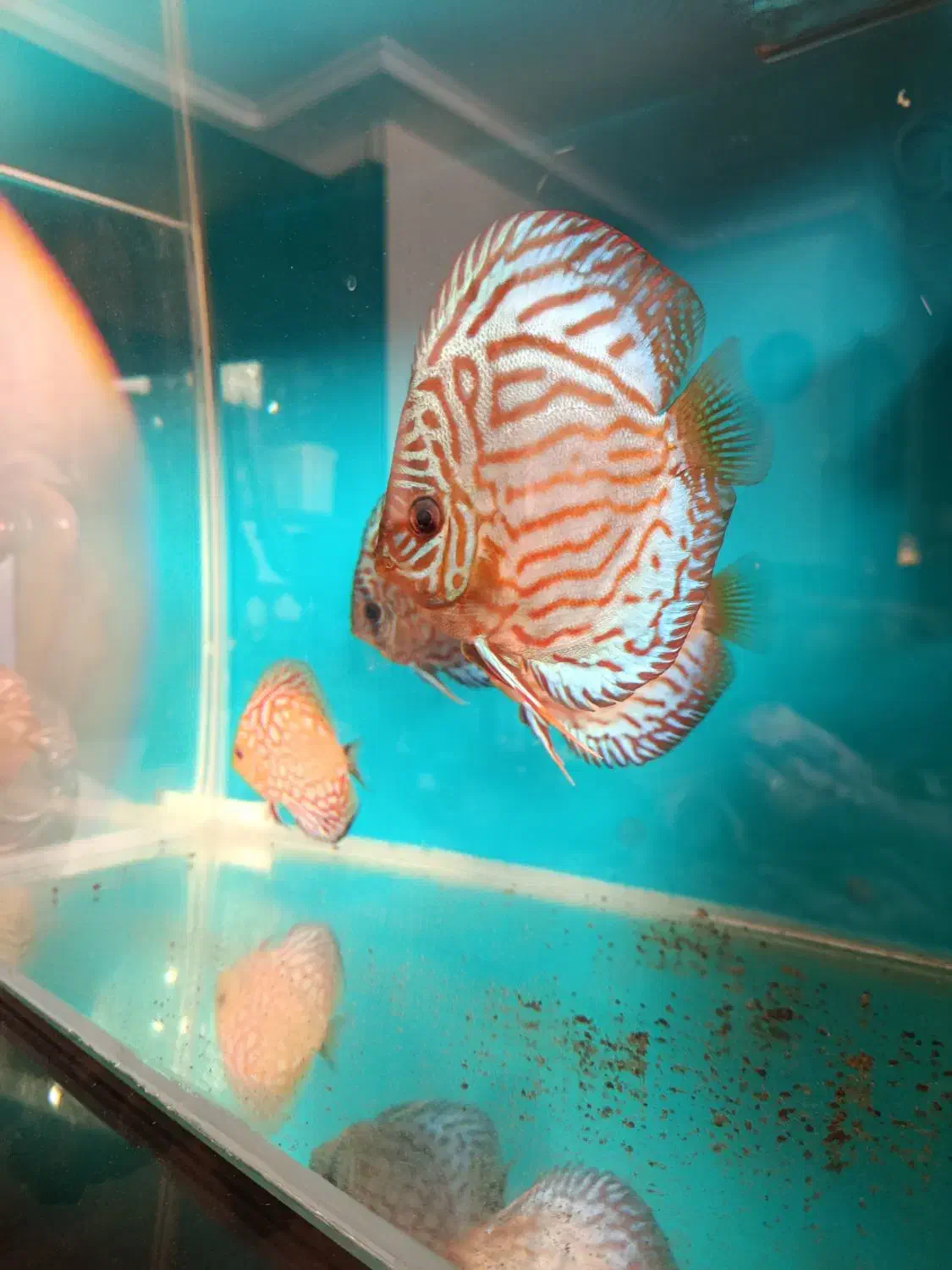 ماهی دیسکس|ماهی|قم, شاه سید علی|دیوار