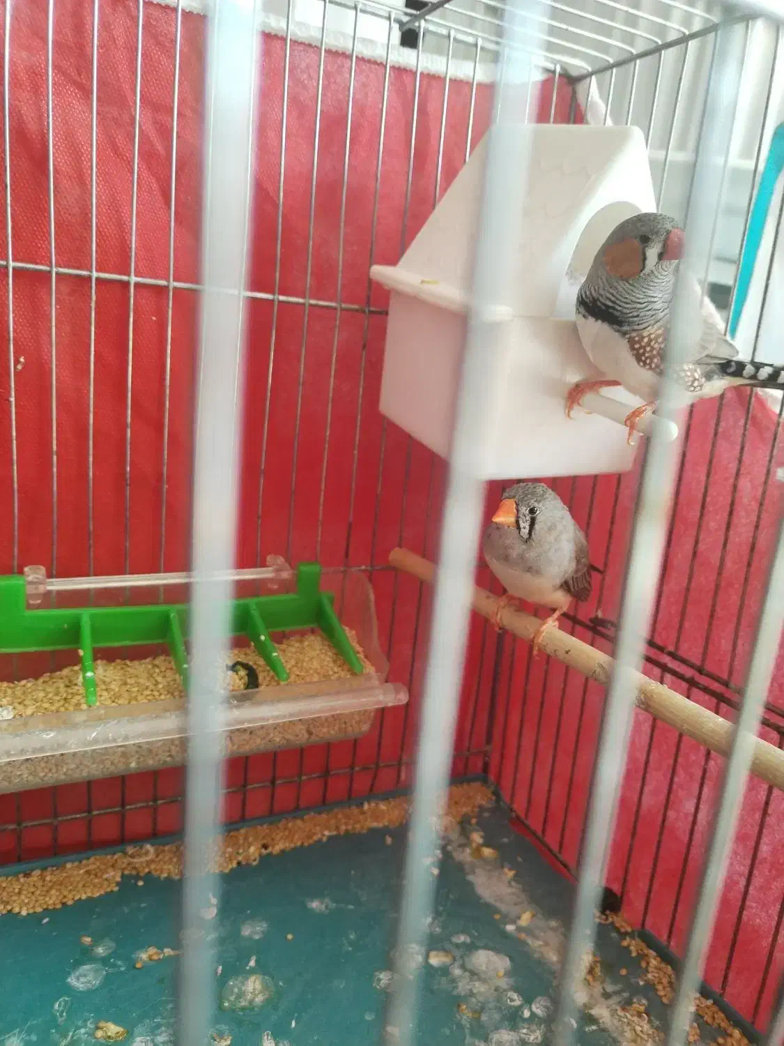 فنچ و مرغ عشق|پرنده|شاهین‌شهر, شهرک هشت بهشت|دیوار