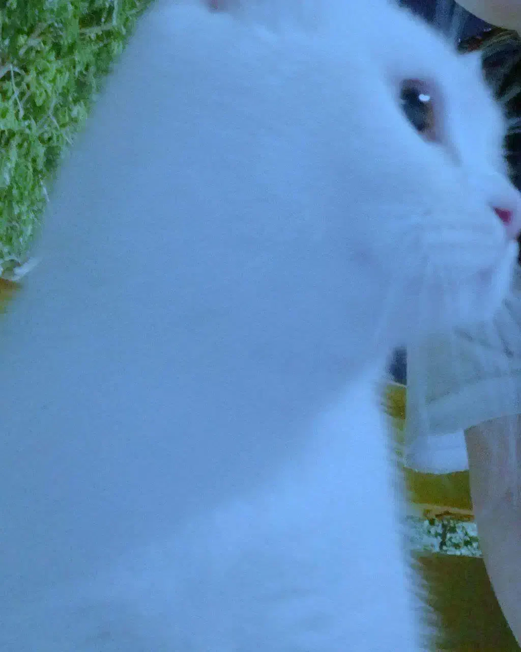 فروش گربه آموزش دیده نژاد اسکاتیش|گربه|دزفول, |دیوار