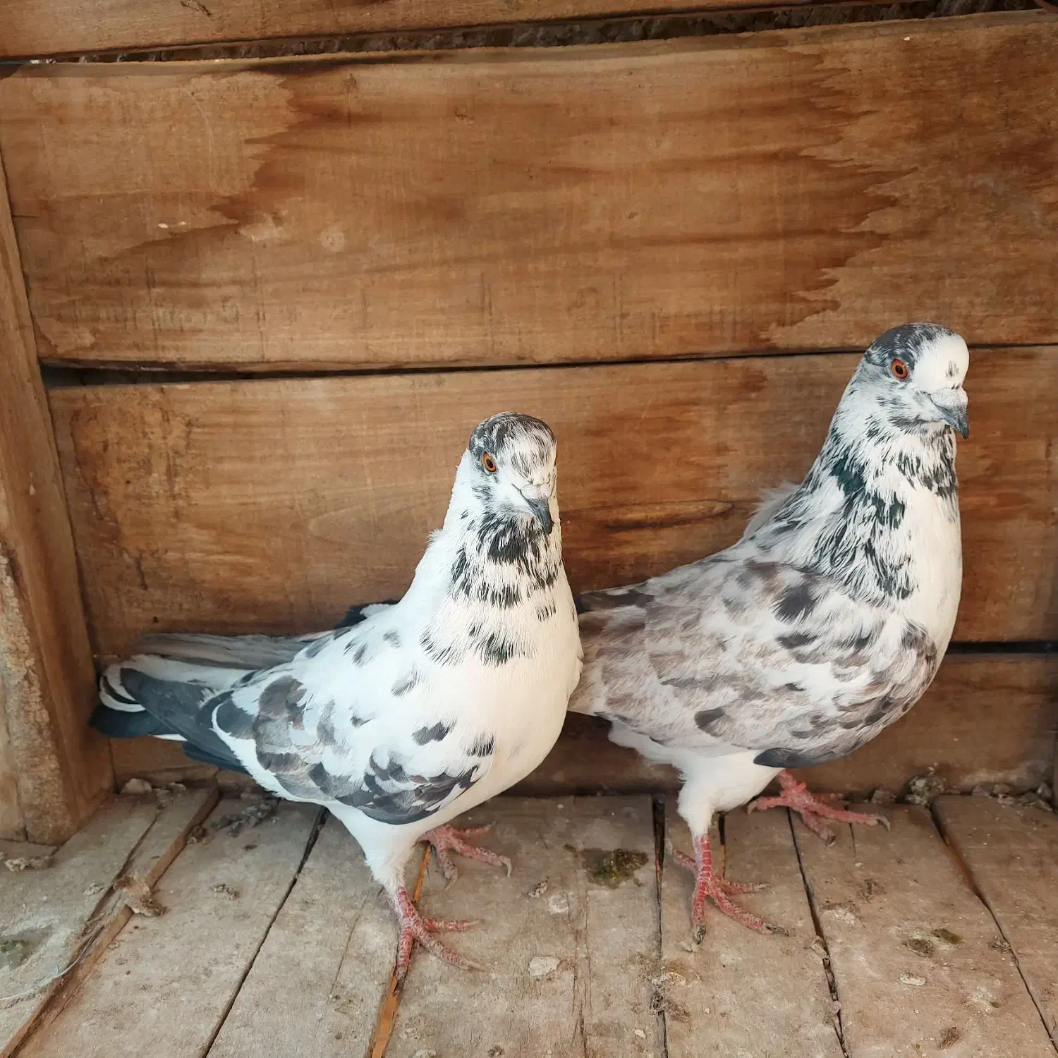 کبوتر پرش|پرنده|مبارکه, |دیوار