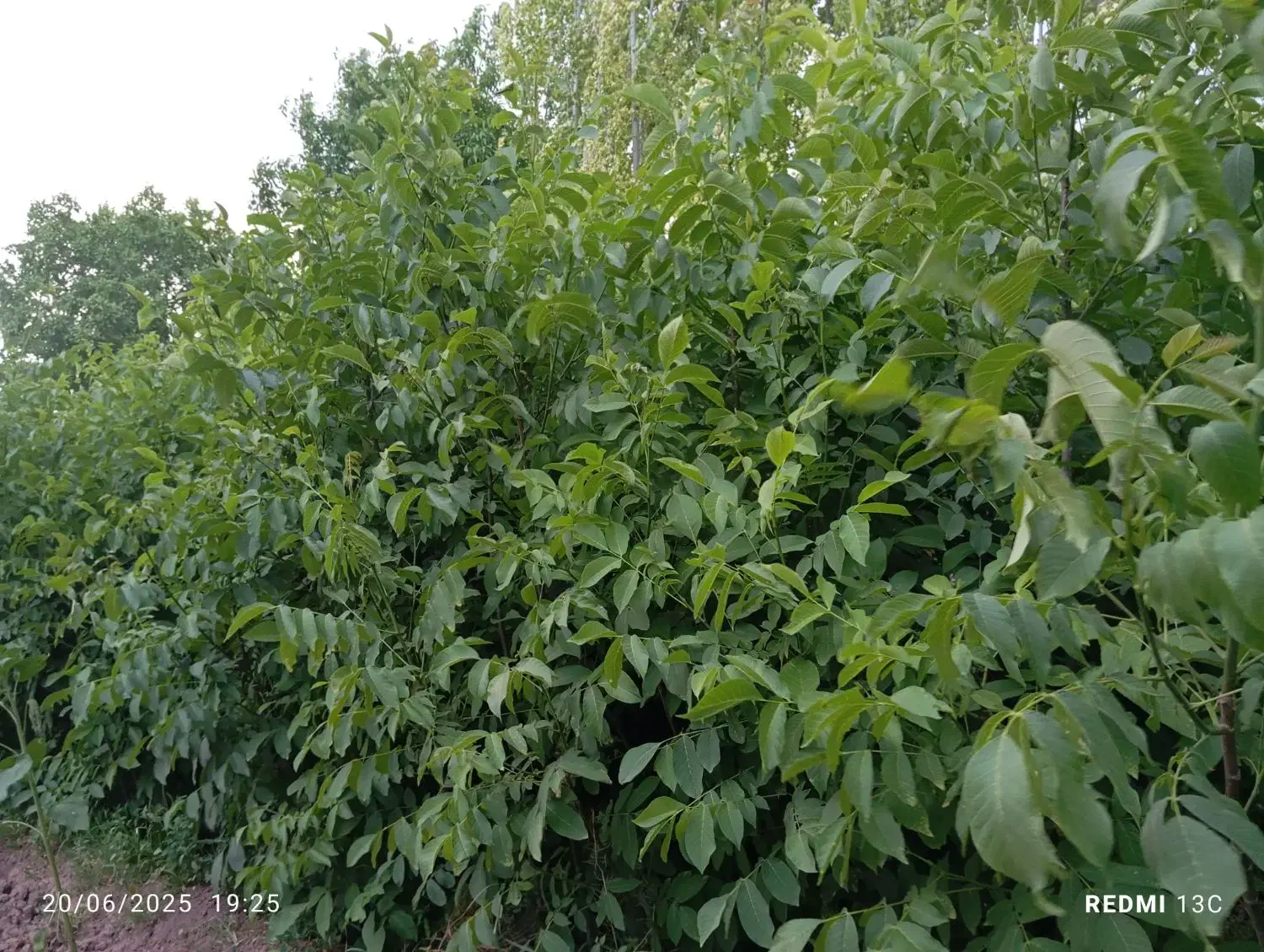 گردو محلی|حراج|فیرورق, |دیوار