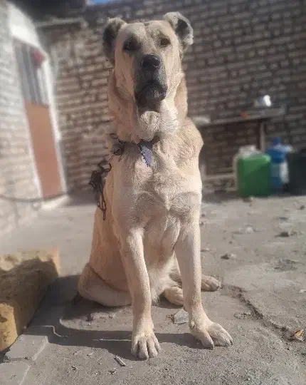 سگ سرابی|سگ|رباط‌کریم, نصیرشهر|دیوار