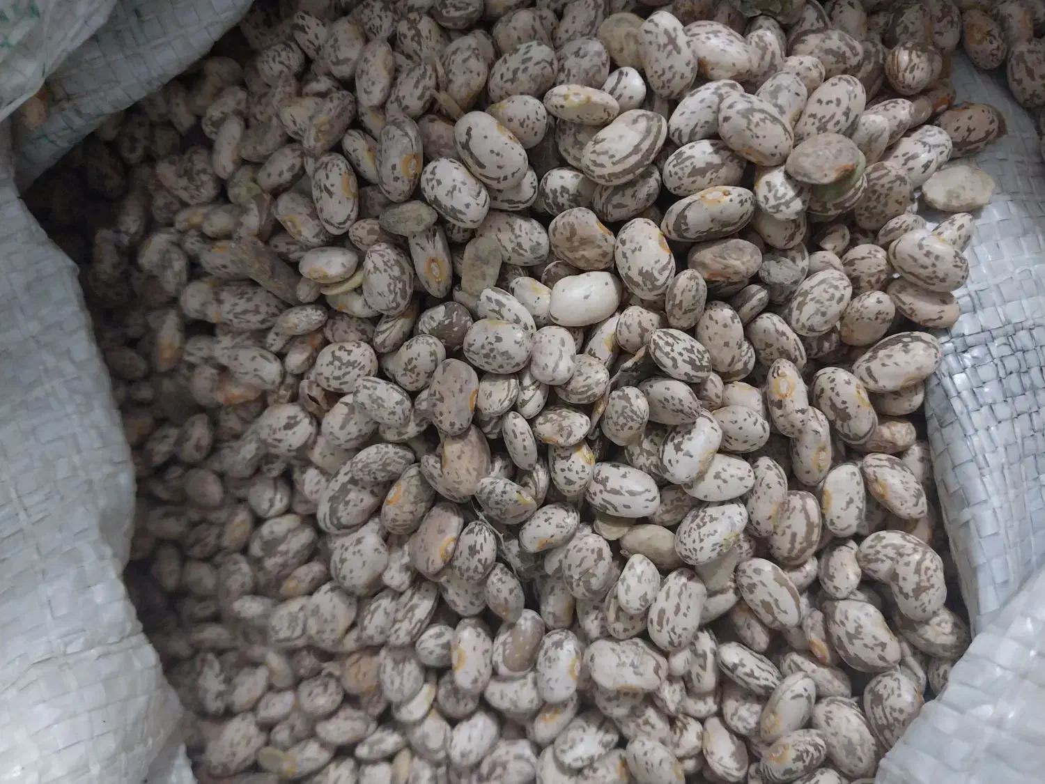 لوبیا چیتی درجه یک|خوردنی و آشامیدنی|دزفول, |دیوار