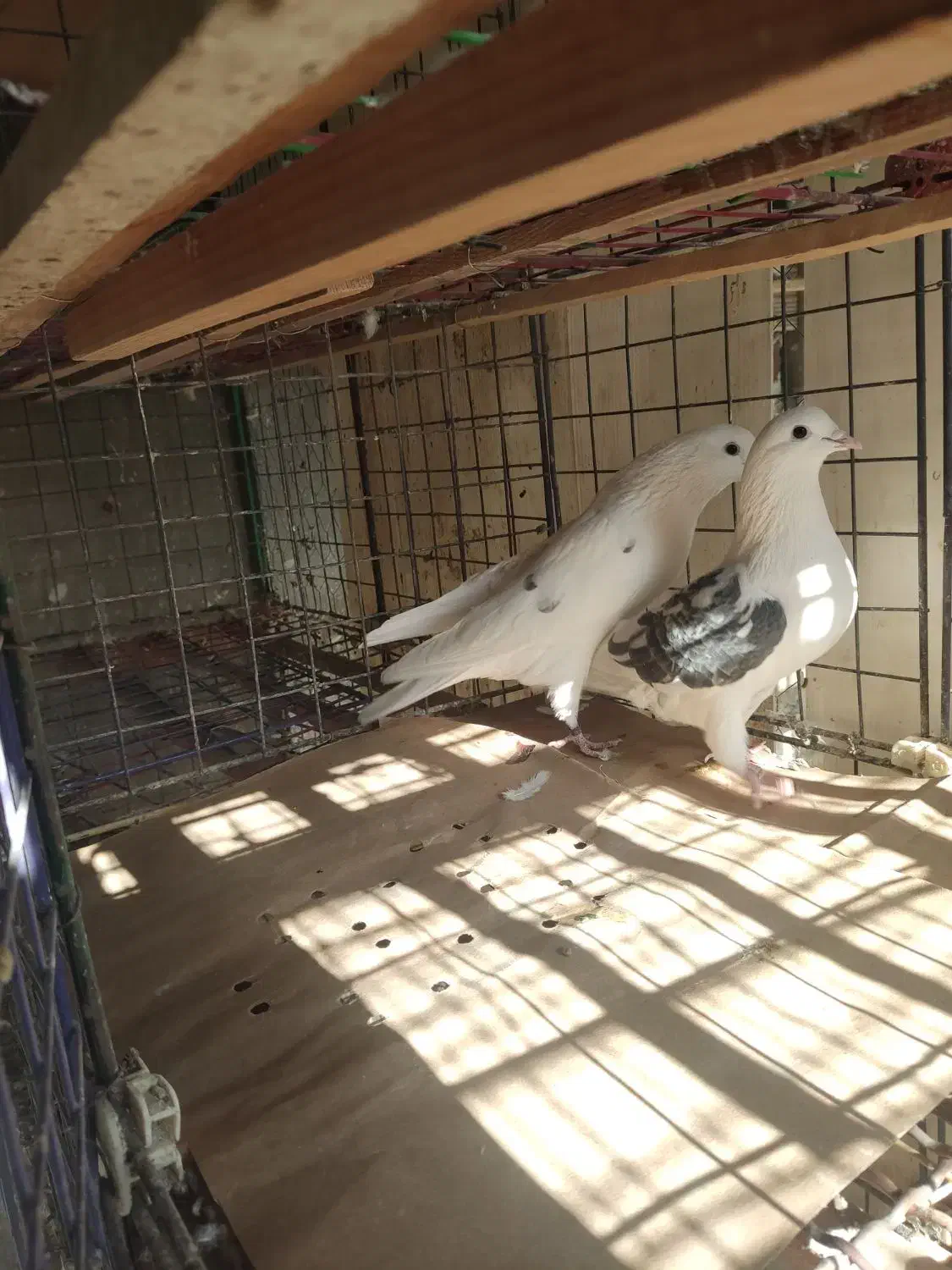 مایل به معاوضه نسیتم|پرنده|اسلام‌شهر, ترشنبه|دیوار