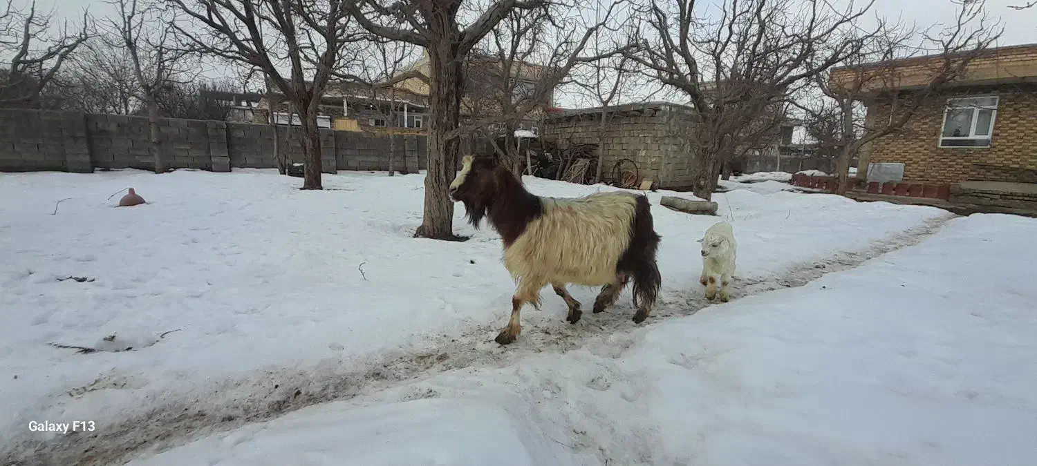 بز خانگی|حیوانات مزرعه|سیلوانه, |دیوار