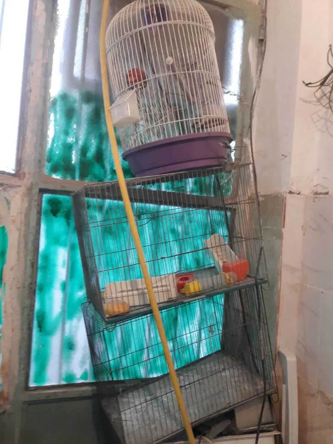 ۳ عدد قفس تمیز|پرنده|قم, انسجام|دیوار