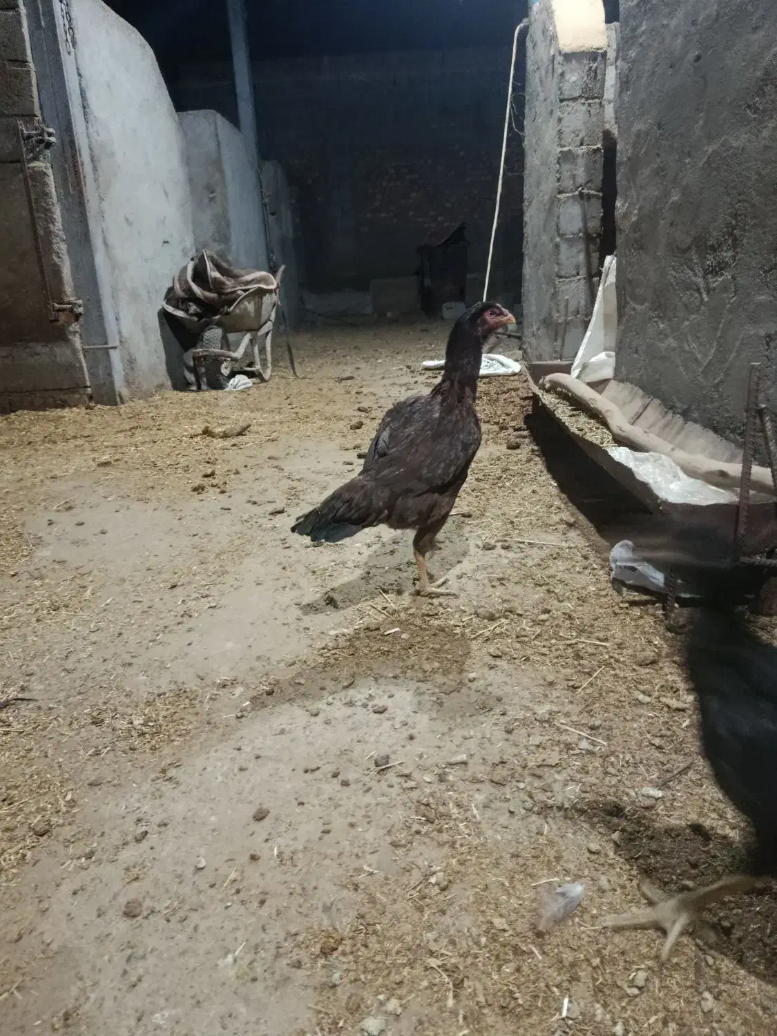 مرغ|حیوانات مزرعه|میاندوآب, |دیوار