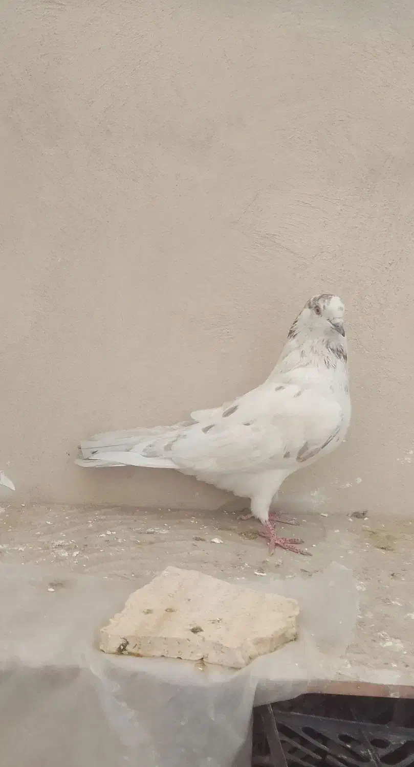 کبوتر کله خالدار|پرنده|نجفآباد, یزدانشهر|دیوار