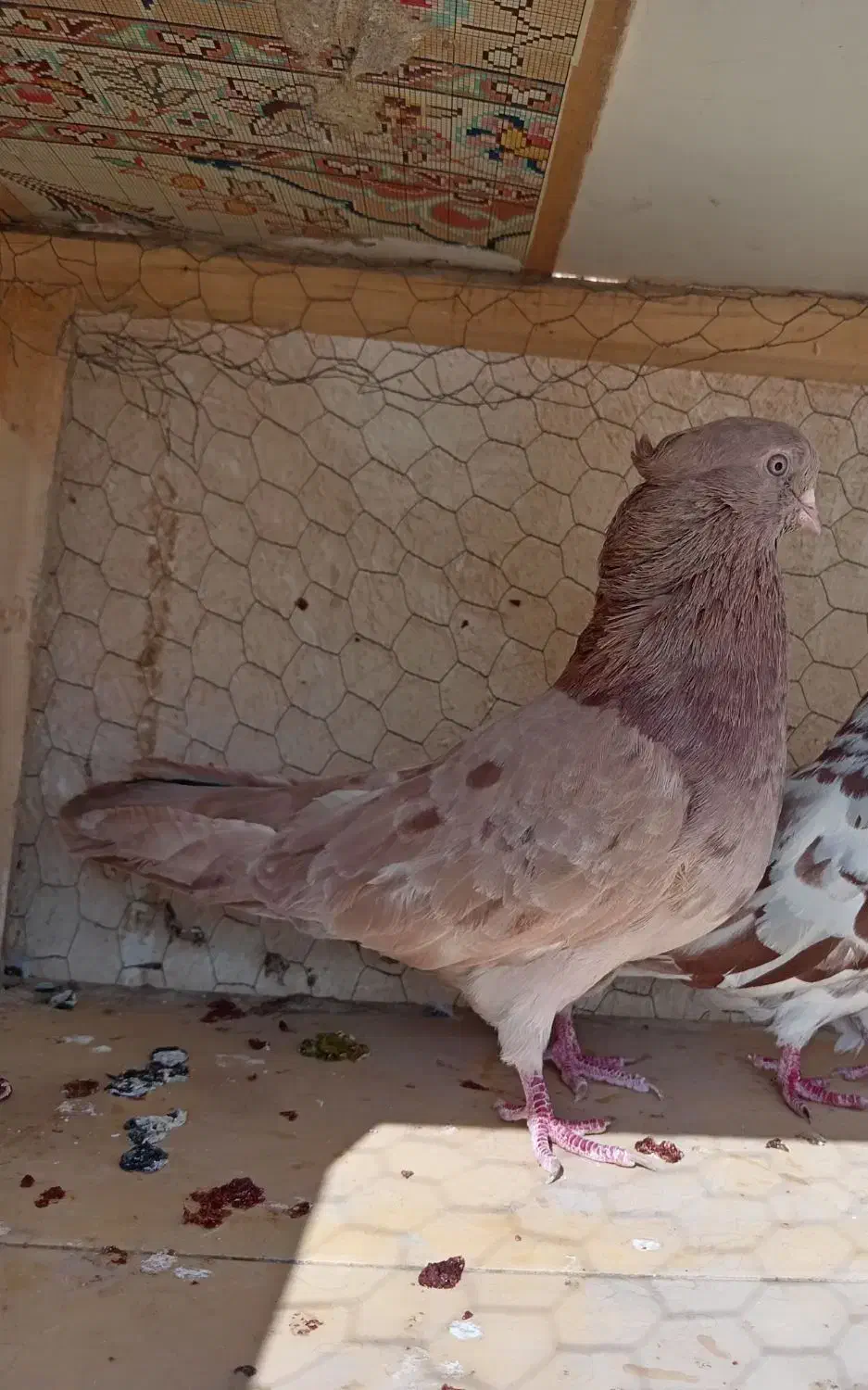 کبوتر نوک ریز زرد شکلاتی سرور|پرنده|اصفهان, بهارانچی|دیوار