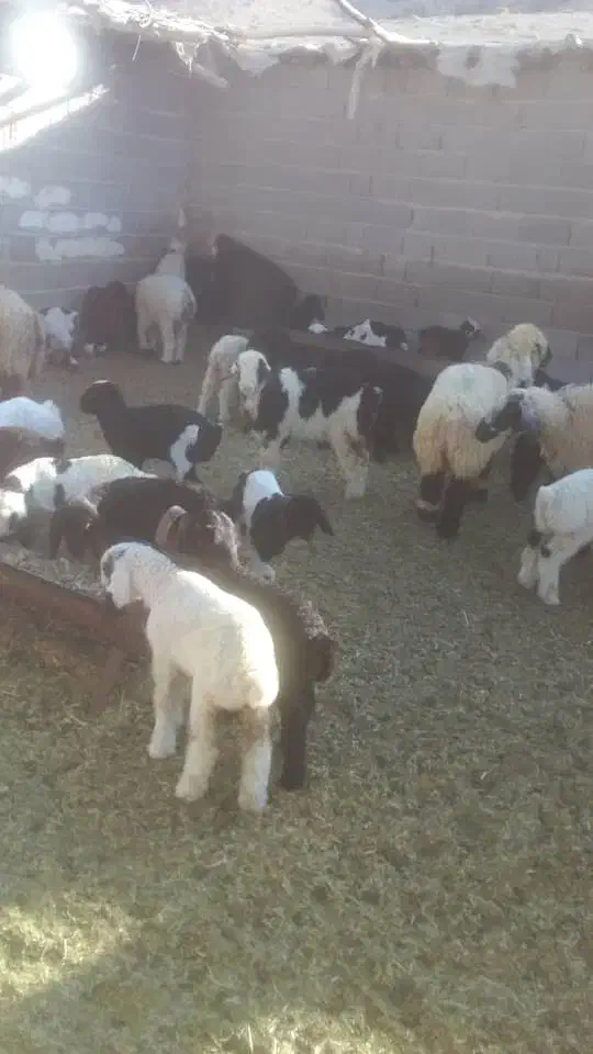 میش بره دار|حیوانات مزرعه|دشمن زیاری, |دیوار