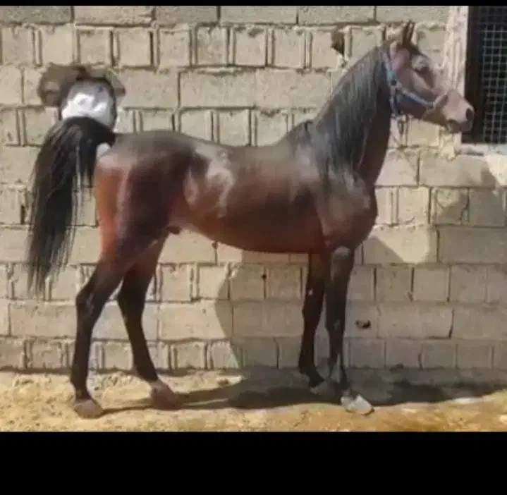 فروش اسب نریان|اسب و تجهیزات اسب‌سواری|ایلام, |دیوار