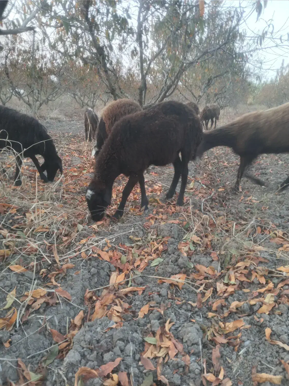 بره گوسفند ابستن|حیوانات مزرعه|علی‌آباد کتول, |دیوار