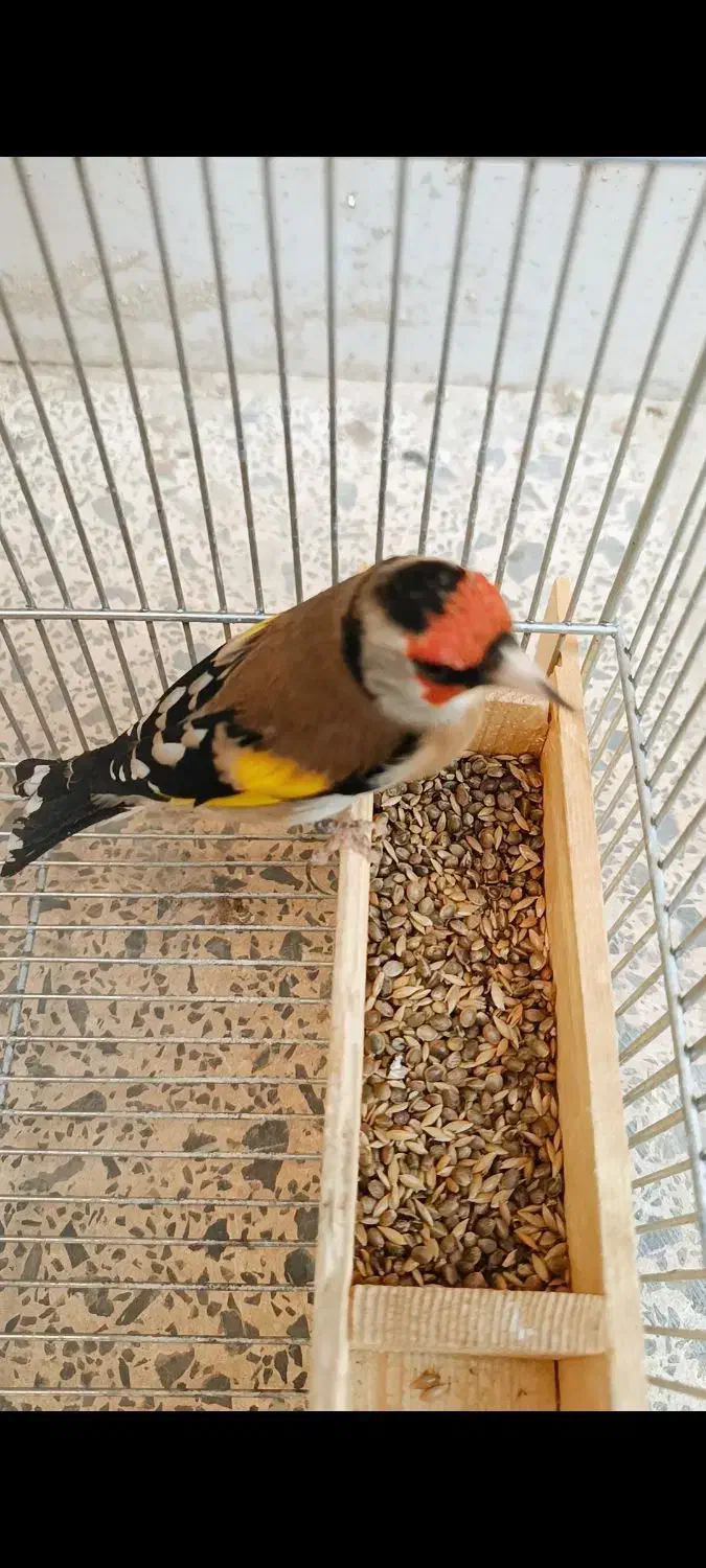 سهره دورگ|پرنده|شیراز, گویم|دیوار