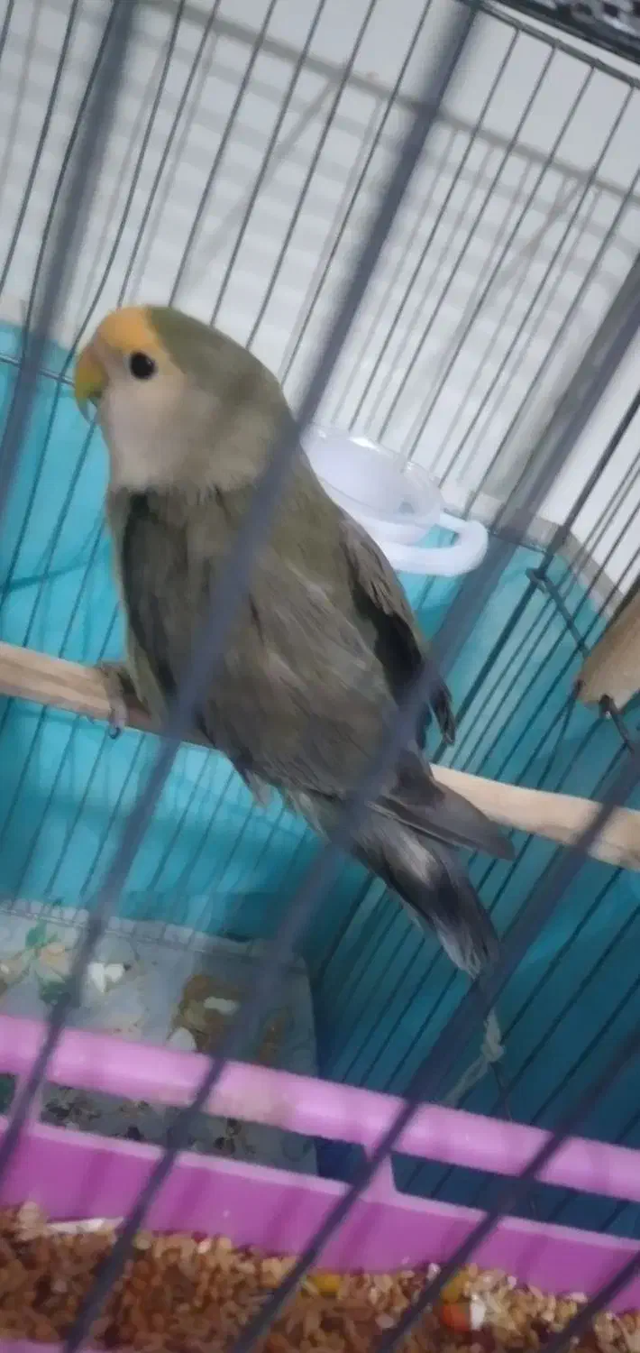 طوطی برزیلی دستی|پرنده|رباط‌کریم, شترخوار|دیوار