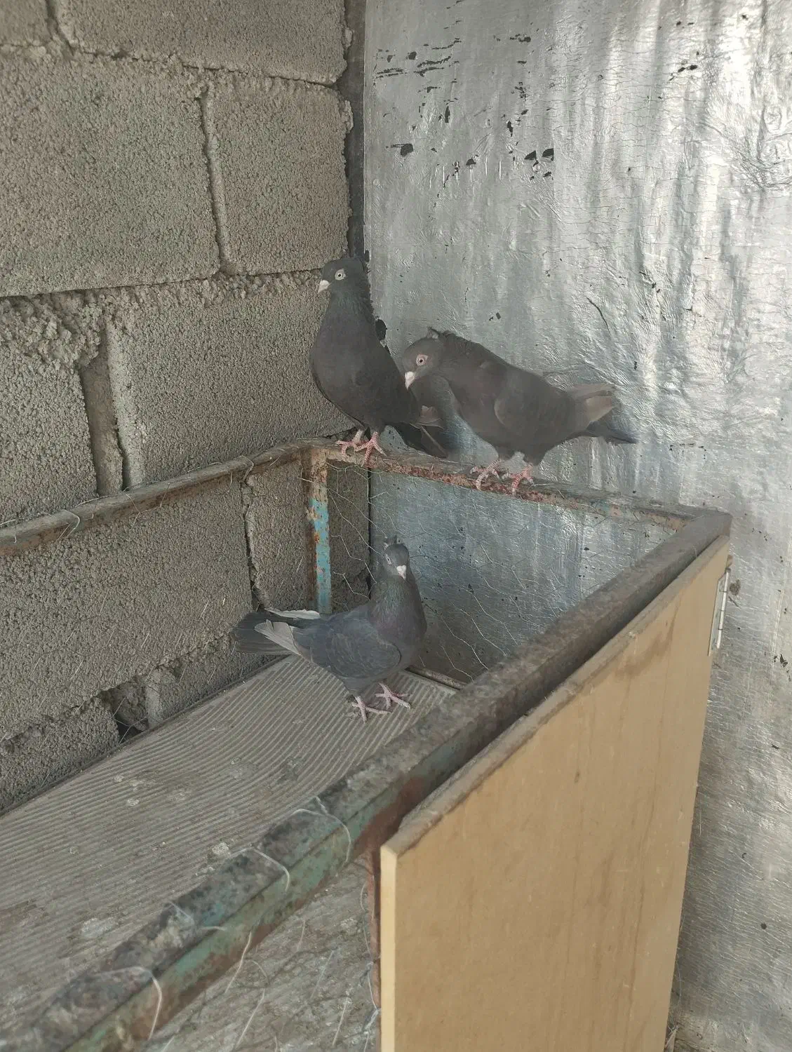 جفت شهری|پرنده|زرقان, |دیوار