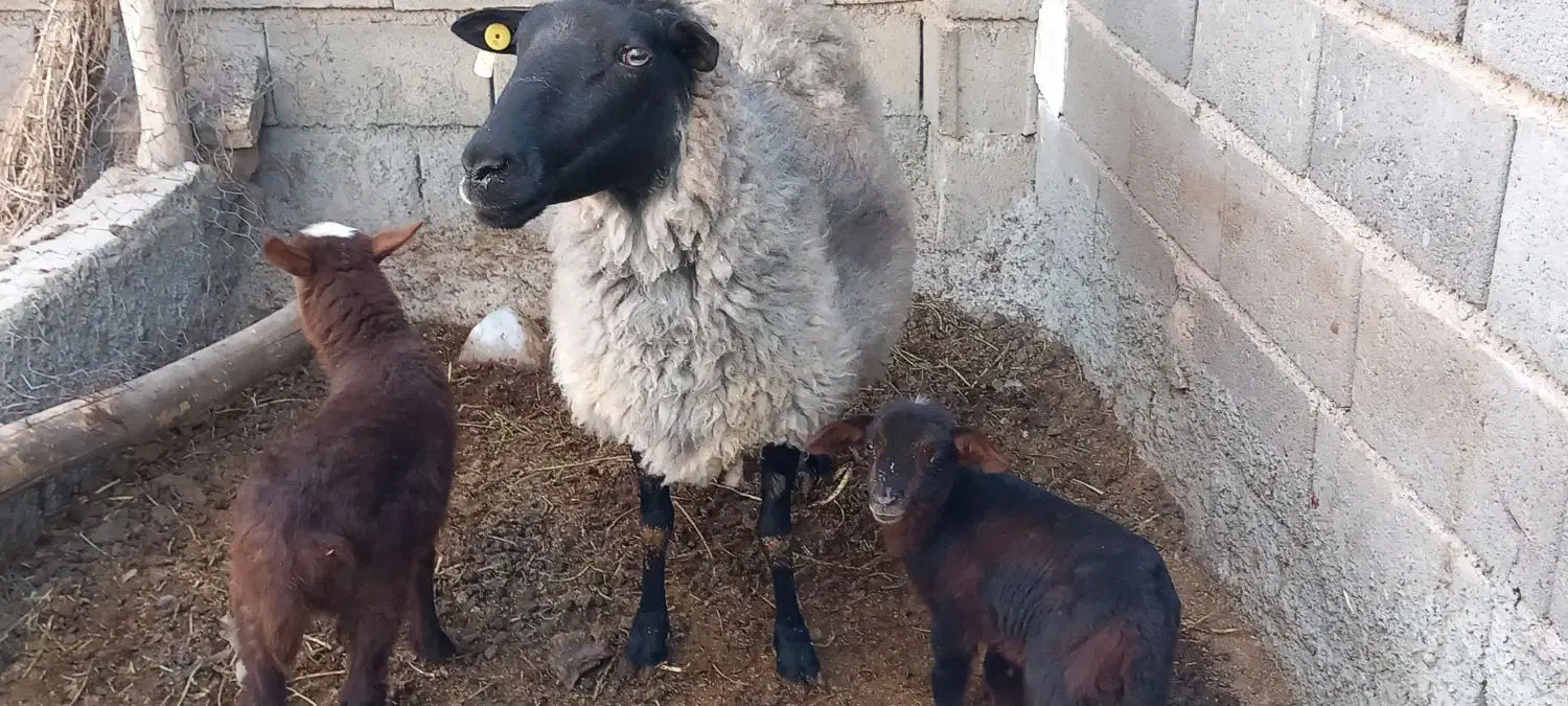 گوسفند رمانف|حیوانات مزرعه|جغتای, |دیوار