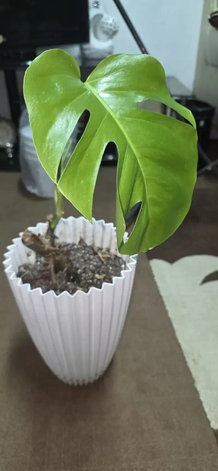 گل مانسترای|گل و گیاه طبیعی|علیآباد کتول, |دیوار