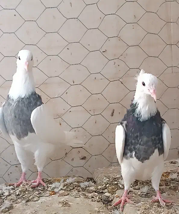 طوقی بافق|پرنده|بافق, |دیوار