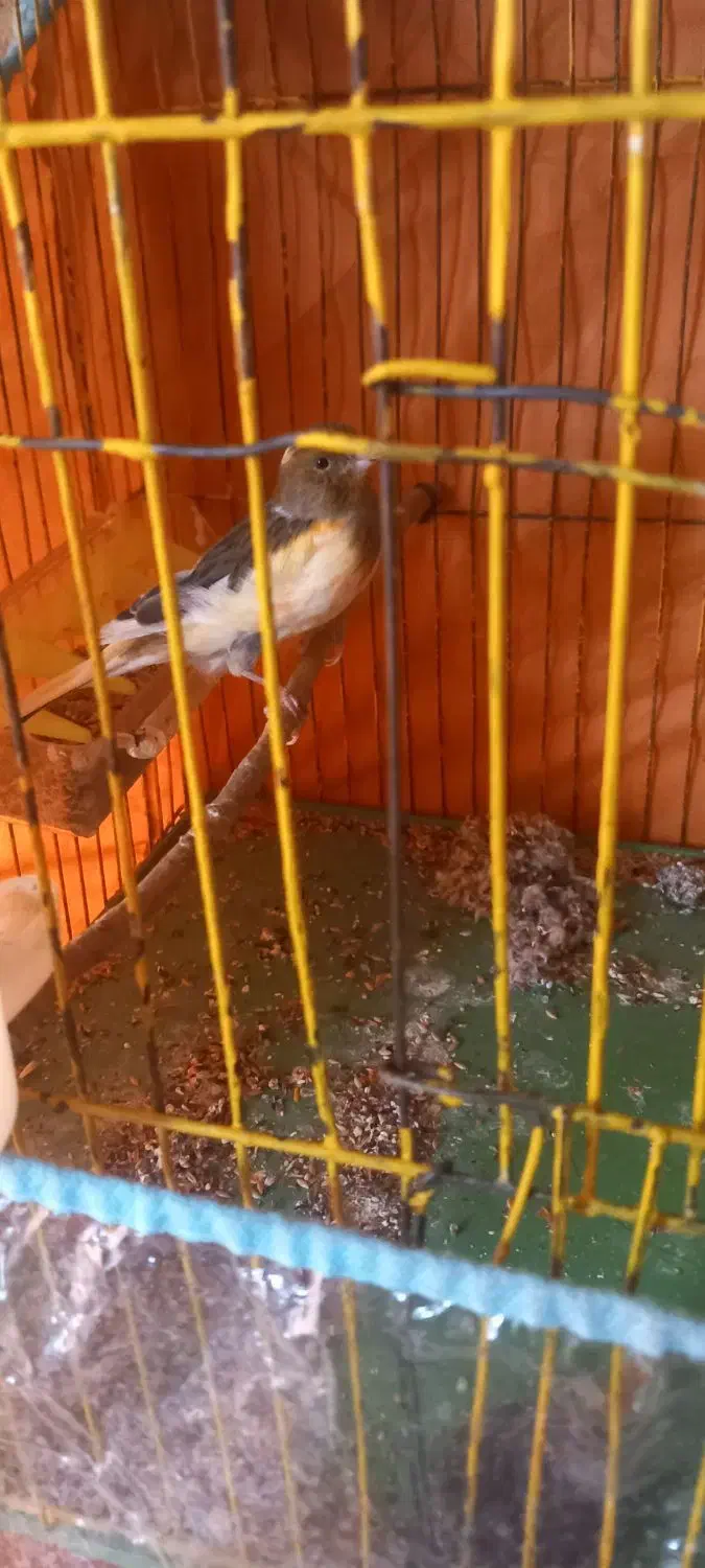 قناری  ماده|پرنده|بهمن صغاد, |دیوار