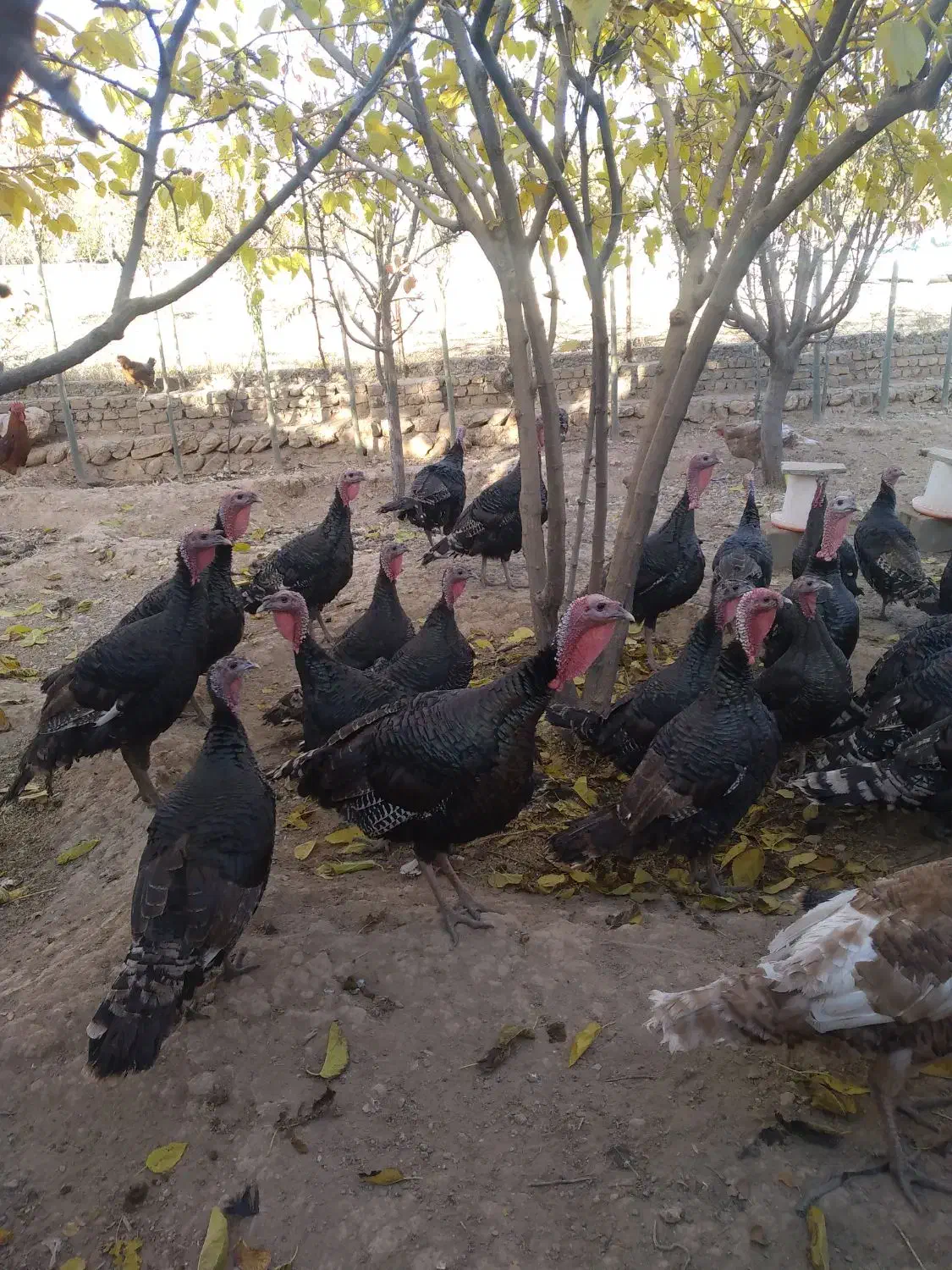 بوقلمون|حیوانات مزرعه|قیدار, |دیوار