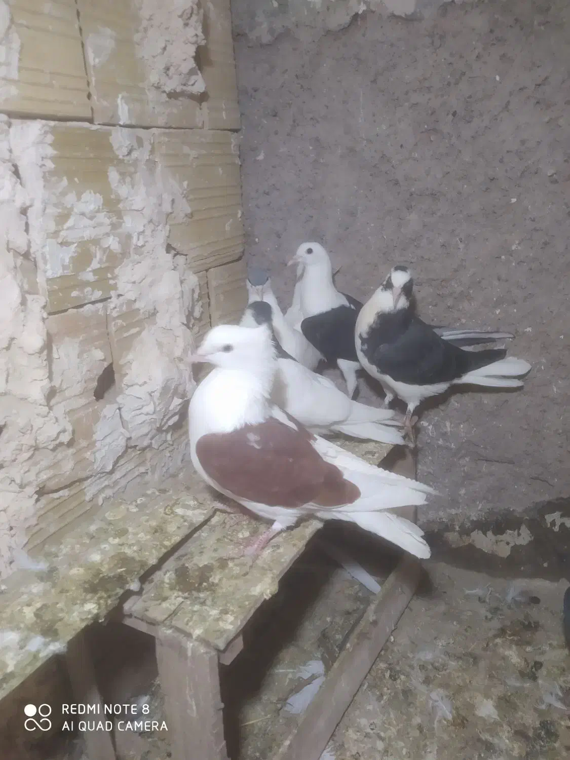 کبوتر مغلف یکت|پرنده|قزوین, |دیوار
