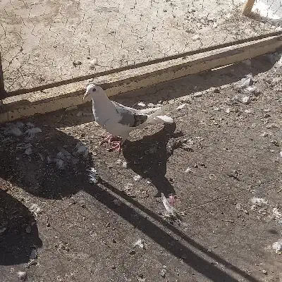 کفتر دم گیر و سینه ای|پرنده|خمینیشهر, |دیوار