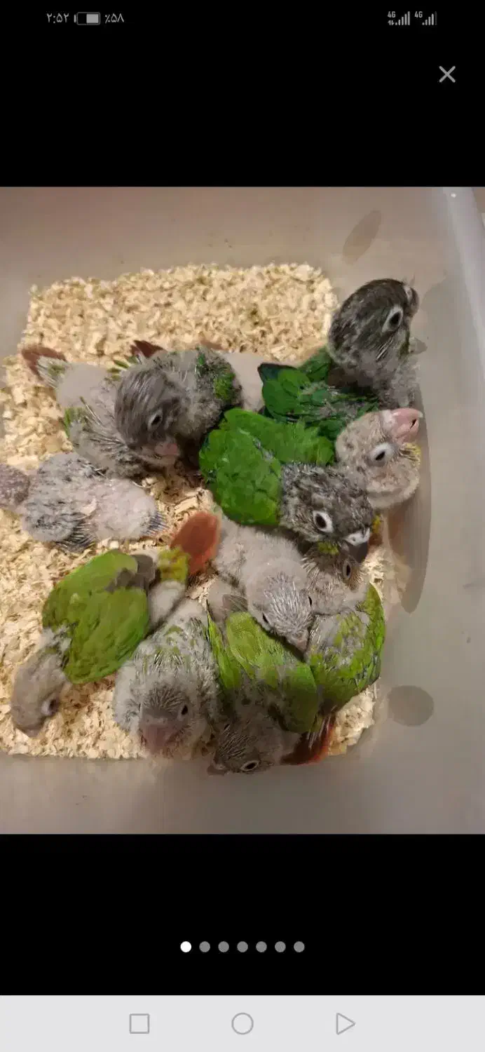 گرینچیک سریلاکی|پرنده|مراغه, |دیوار