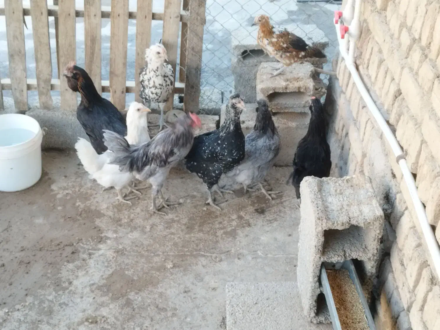 ۶ عدد مرغ گلین تخم کن ۲ عدد خروس گلین|حیوانات مزرعه|وحیدیه, |دیوار