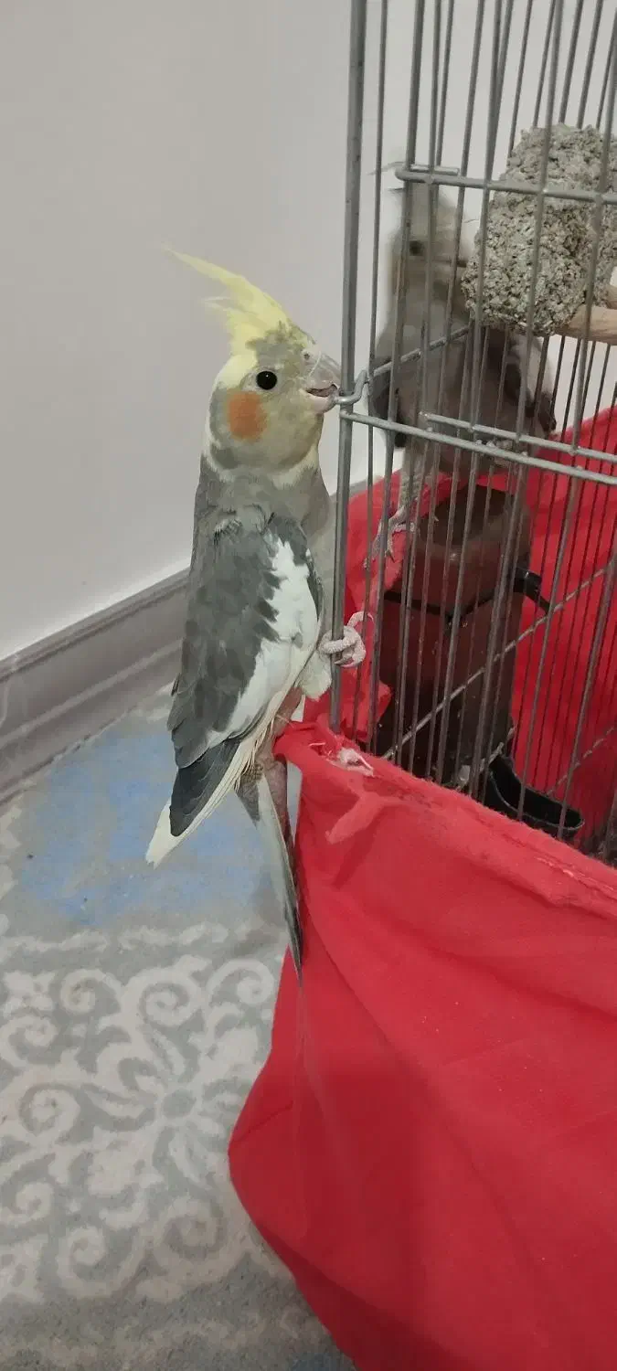 دوتا عروس هلندی سه ماه|پرنده|رباطکریم, شترخوار|دیوار