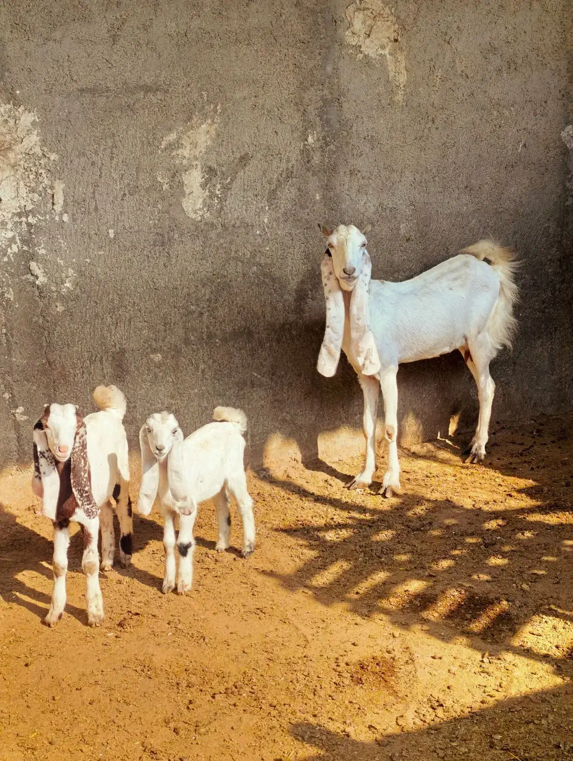 گلابی|حیوانات مزرعه|چغادک, |دیوار