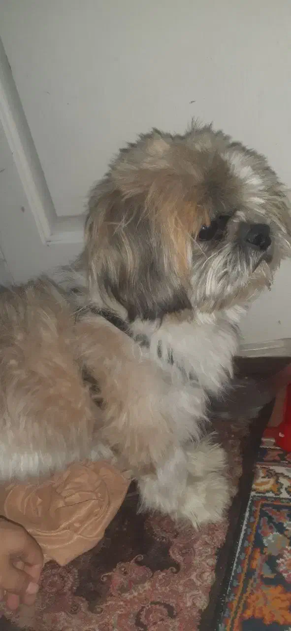 سگ گمشده|حیوانات|تبریز, |دیوار