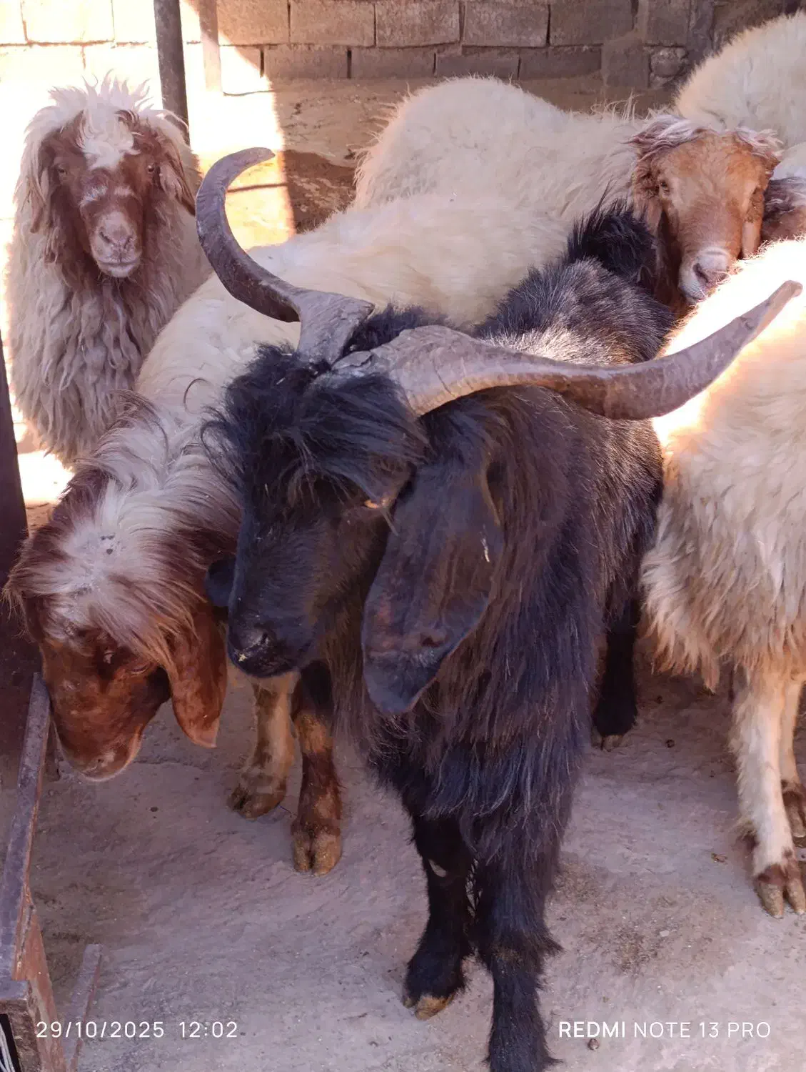 بز نر|حیوانات مزرعه|ایلام, |دیوار