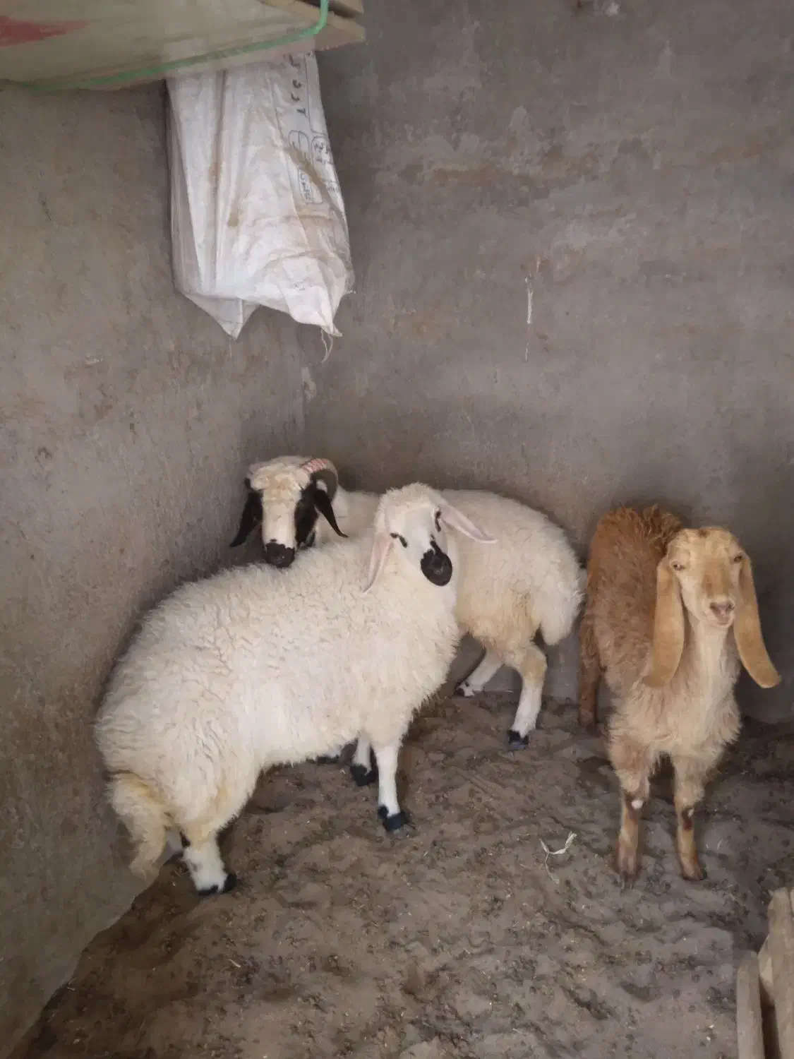 بز  پلنگی جوان وکره ماده ک۳۴۰|حیوانات مزرعه|رفسنجان, |دیوار