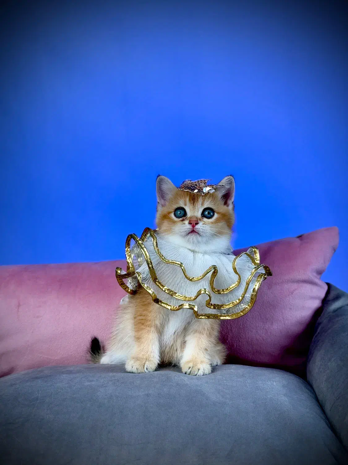 بچه گربه|گربه|رشت, دیلمان|دیوار