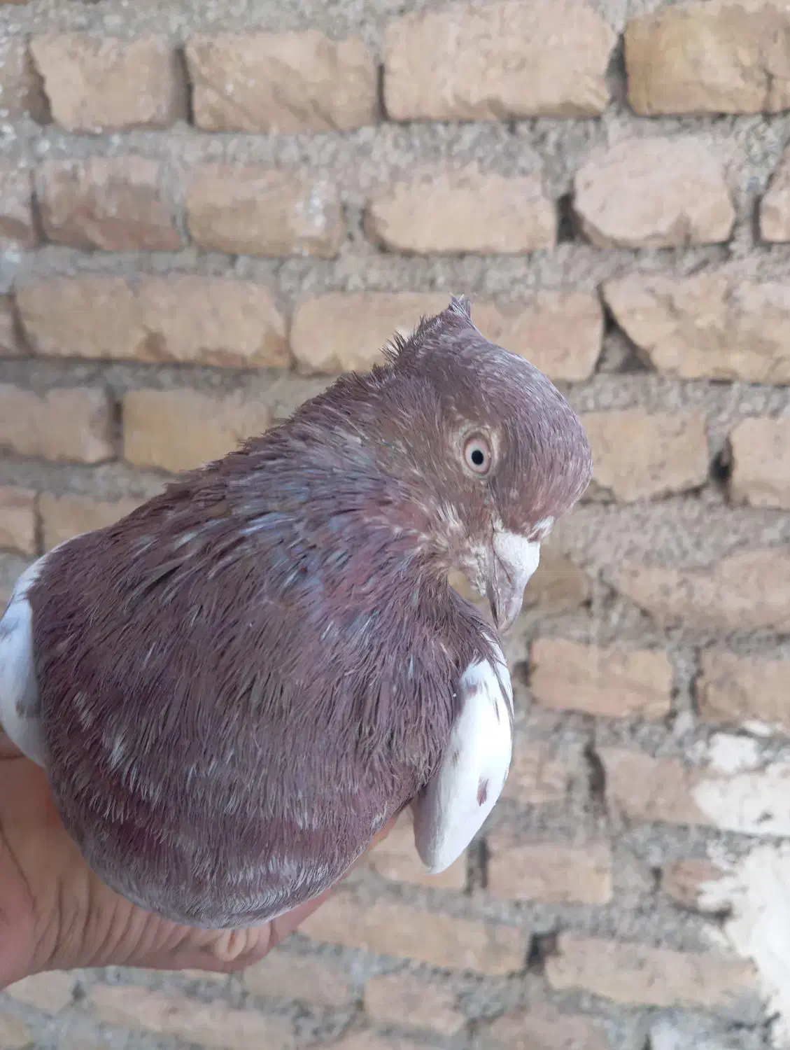 کبوتر|پرنده|مرند, |دیوار