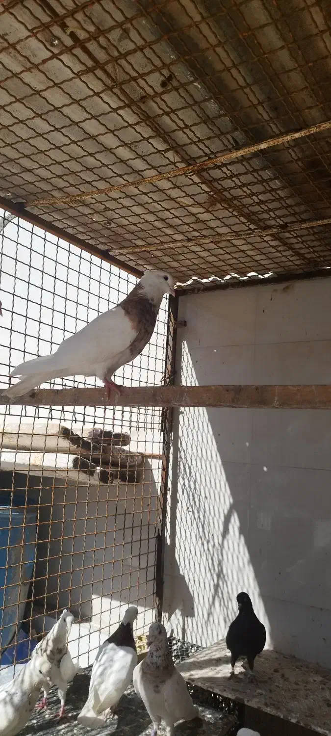 خرمشهر|پرنده|خرمشهر, |دیوار