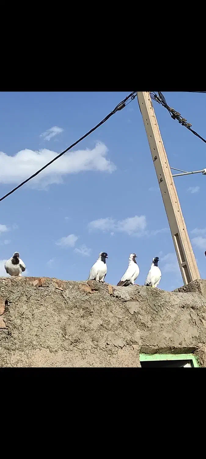 کفتر پرستویی|پرنده|سربیشه, |دیوار