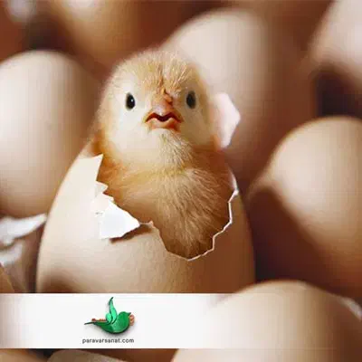 فروش مرغ محلی تخم گذار نژاد گلپایگانی|حیوانات مزرعه|گرگان, |دیوار