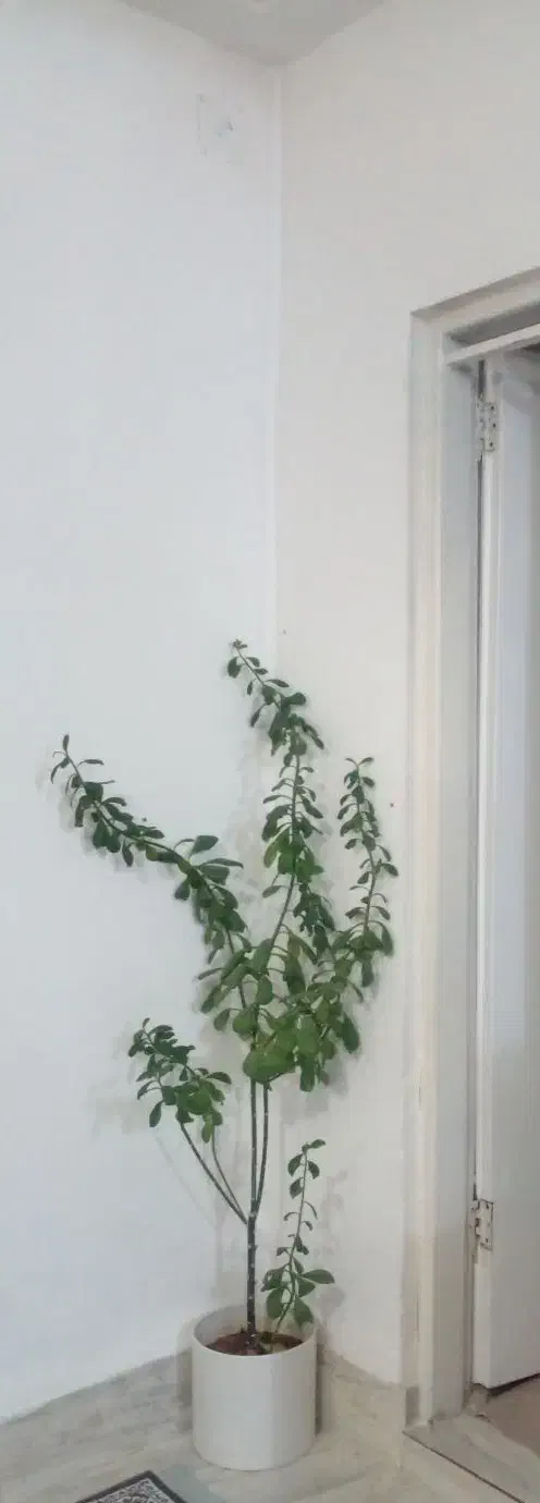 گل طبیعی فردوس با گلدون پلیمری استوانه|گل و گیاه طبیعی|ایلام, |دیوار