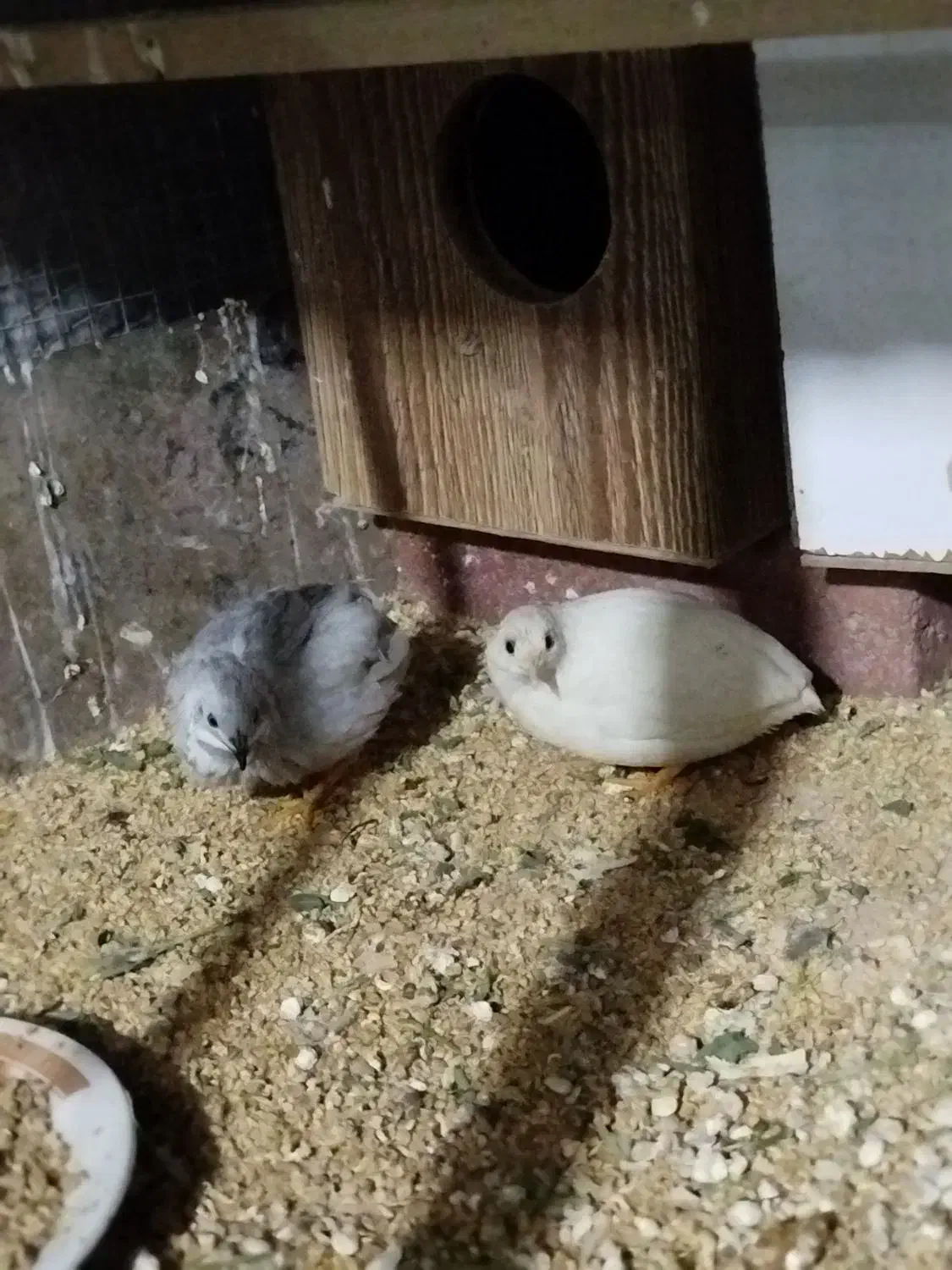 بلدرچین مینیاتوری|حیوانات مزرعه|راور, |دیوار